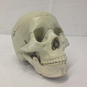 Skull